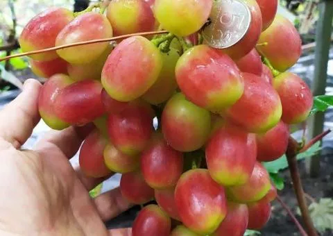 Виноград КУПИДОН раннего срока созревания (двухлетний)