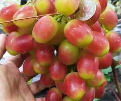 Виноград КУПИДОН раннего срока созревания (двухлетний)