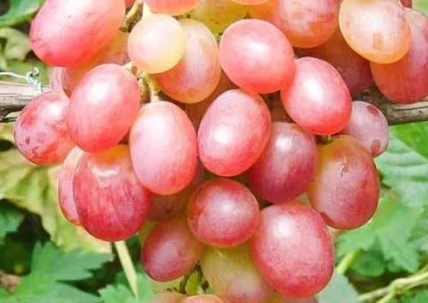 Виноград ЛИВИЯ раннего срока созревания