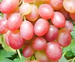 Виноград ЛИВИЯ раннего срока созревания