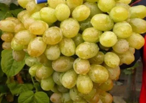 Виноград ЛАНСЕЛОТ ранне-среднего срока