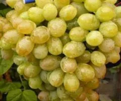 Виноград ЛАНСЕЛОТ ранне-среднего срока