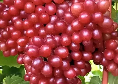 Виноград ЛУСКУНЧИК среднепозднего срока (двухлетний)