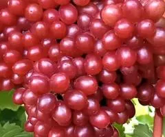 Виноград ЛУСКУНЧИК среднепозднего срока (двухлетний)