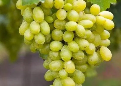 Виноград РАТАТУЙ ранне-среднего срока созревания