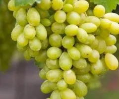 Виноград РАТАТУЙ ранне-среднего срока созревания