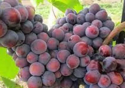 Виноград САМУРАЙ очень раннего срока созревания (двухлетний)