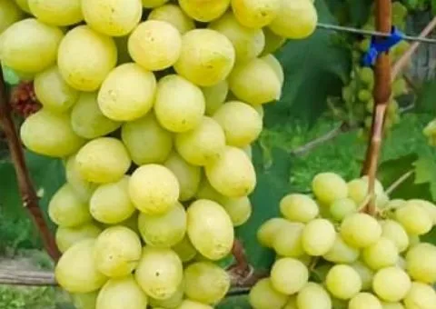 Виноград СЛАВА УКРАИНЕ раннего срока созревания (двулетний)