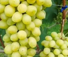 Виноград СЛАВА УКРАИНЕ раннего срока созревания (двулетний)