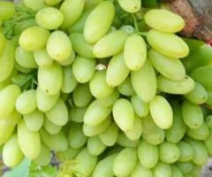 Виноград СТОЛЕТИЕ (двулетний) раннего срока созревания