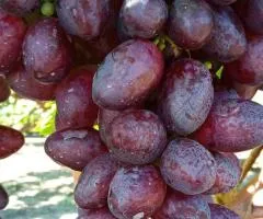Виноград ЧЕРВОНА КУЛЯ (СЮЗАННА) раннего срока созревания