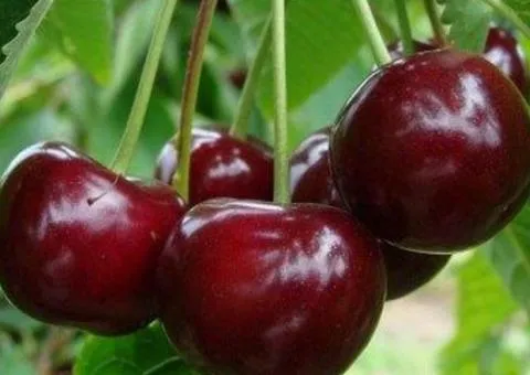 Вишня ИГРУШКА (двухлетняя) среднего срока созревания