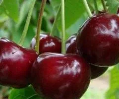 Вишня ИГРУШКА (двухлетняя) среднего срока созревания