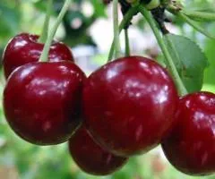 Cherry Krykhtka (two-year-old) early ripening