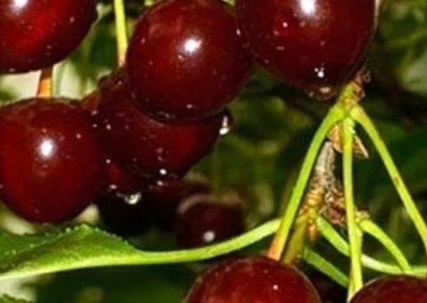 Вишня КСЕНИЯ (двухлетняя) раннего срока созревания