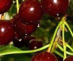 Вишня КСЕНИЯ (двухлетняя) раннего срока созревания