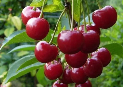 Cherry LYUBSKA (two-year) late ripening