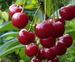 Вишня ЛЮБСКАЯ (двулетняя) позднего срока созревания