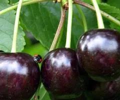 Вишня НИЧКА (двулетняя) среднего срока созревания