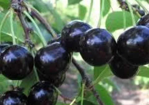 Cherry Pustunka (two-year-old) early ripening