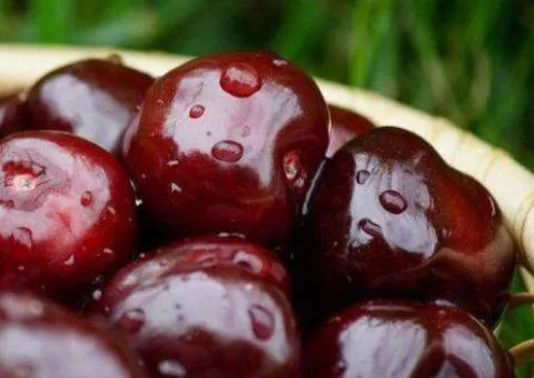Cherry CHERNOKORKA (two-year-old) early ripening