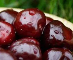 Вишня ЧЕРНОКОРКА (двухлетняя) раннего срока созревания