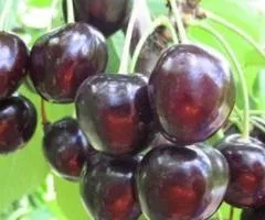 Вишня ШОКОЛАДНИЦА (двухлетняя) среднего срока созревания