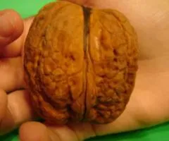 Грецкий орех привитый ЯЦЕК (двухлетний)