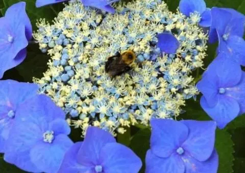 Гортензия крупнолистная Blaumeise двухлетняя (контейнер)