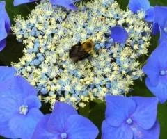 Гортензия крупнолистная Blaumeise двухлетняя (контейнер)