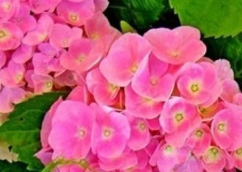 Гортензия крупнолистная Forever & Ever Pink дворогодичная (контейнер)