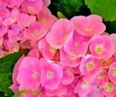 Гортензия крупнолистная Forever & Ever Pink дворогодичная (контейнер)