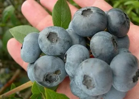Blueberry AURORA late ripening (in container)