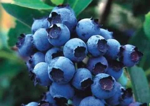 Голубика BLUEJAY раннего срока созревания (двулетняя)