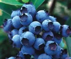 Голубика BLUEJAY раннего срока созревания (двулетняя)