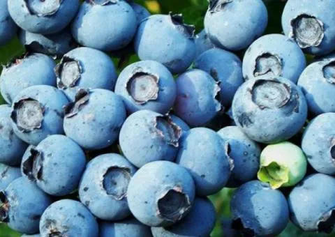 Bluecrop blueberry — mid-season
