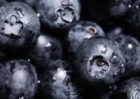 Blueberry DARK NIGHT early ripening (two-year)