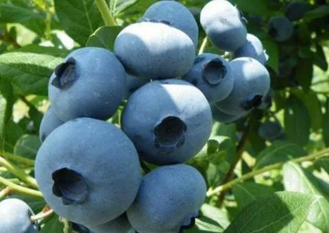 Draper Blueberry mid-season