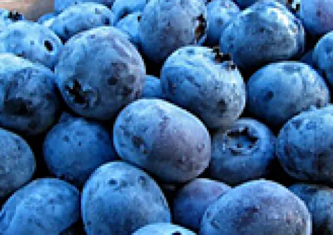 Blueberry 'Duke' early ripening (two-year-old)