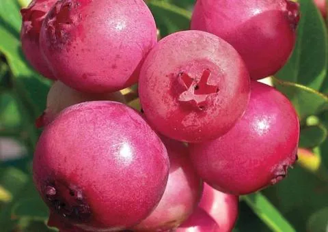 Blueberry PINK BLUEBERRY mid-late season (two-year-old)
