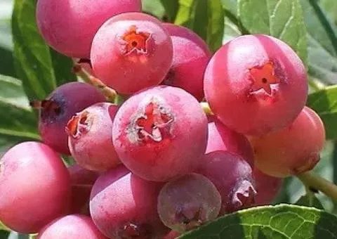 Blueberry PINK LEMONADE mid-season (in container)