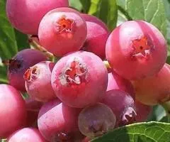 Лохина PINK LEMONADE среднепозднего срока созревания (в контейнере)
