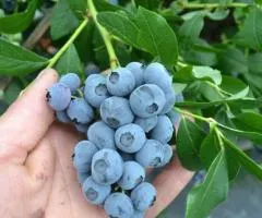 Черника ПАТРИОТ раннего срока созревания