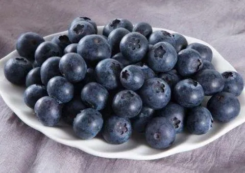 Blueberry REKA early ripening (in container)