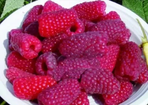Малина ГИГАНТ РУБИНОВЫЙ (раннего срока созревания)