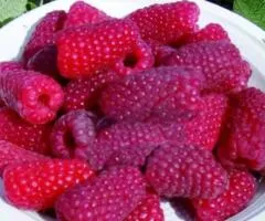 Малина ГИГАНТ РУБИНОВЫЙ (раннего срока созревания)