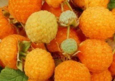 Raspberry GOLDEN QUEEN (late ripening)