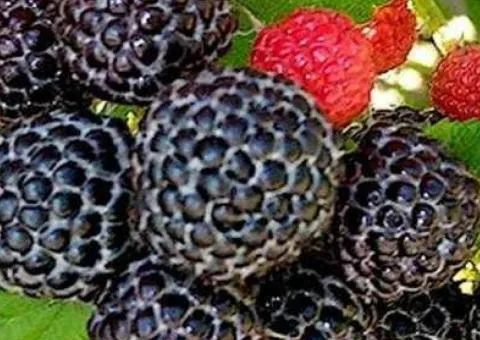 MALINA MANGER (early ripening)
