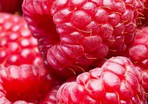 Raspberry MOLLING JUNO (very early ripening)
