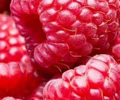Raspberry MOLLING JUNO (very early ripening)